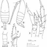 Morphology Calanoid Copepods Ventral Dorsal sketch template