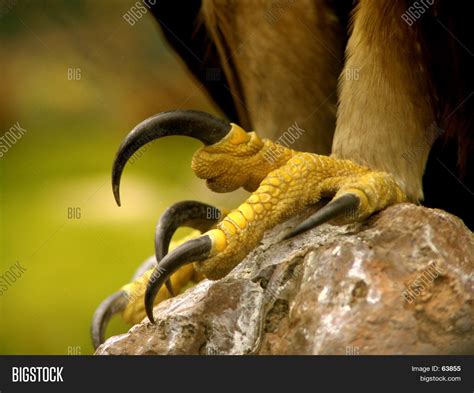 real eagle claws image photo  trial bigstock