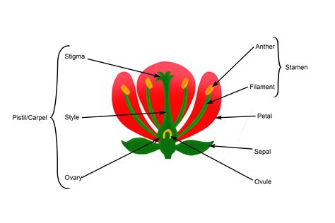 diagram   parts   flower