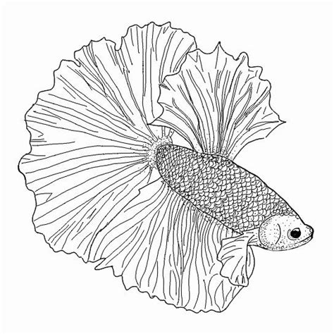 betta fish coloring page inspirational betta drawing  getdrawings