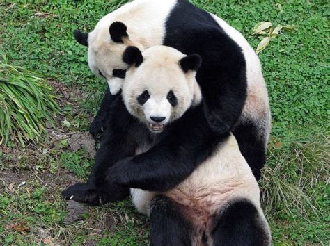 panda fans launch petition   clueless breeders  national zoo