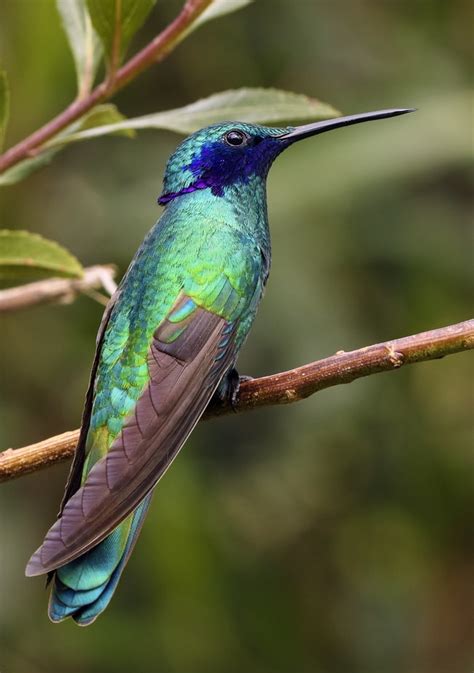 hummingbirds   brightly colored feathers scientists explain