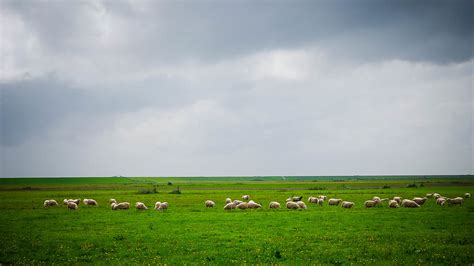 teschelling de polder van terschelling net buiten west te flickr