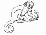 Monkey Coloring Pages Realistic Line Drawing Adults Print Color Monkeys Getcolorings Printable Getdrawings sketch template