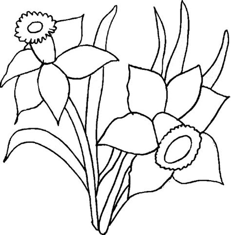 daffodil flower coloring page  kids netart coloring pages