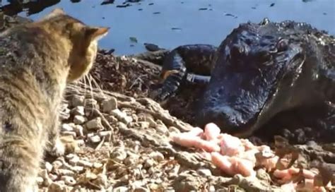 fearless cat attacks alligator as it tucks into tasty meat in louisiana metro news