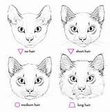 Cat Drawing Face Draw Anatomy Fur Simple Cats Animals Reference Shapes Tips Drawings Tutorial Realistic Head Tutsplus Anyone Examples Animal sketch template