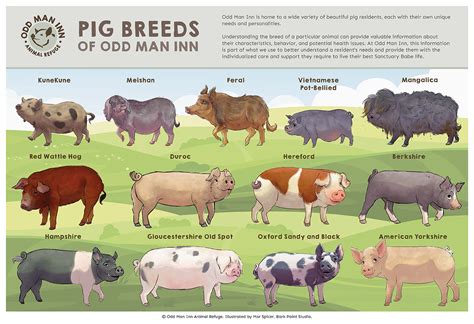 pig breeds  odd man inn  illustrated guide odd man inn