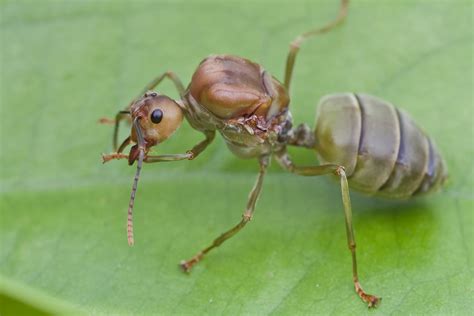 queen ants  photography forum