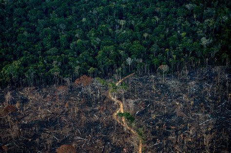 amazon deforestation  brazil hits  worst level   years