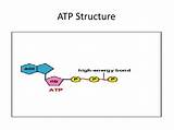 Atp Adp Structure Cycle Ppt Powerpoint Presentation sketch template