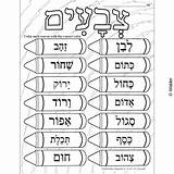Hebrew Color Colors Crayons Learn sketch template
