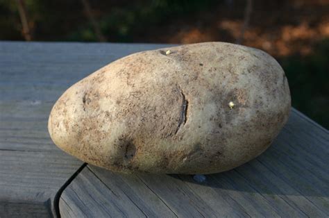 potato walter reeves  georgia gardener