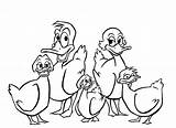 Patos Desenho Colorear Hijos Ducks Loros Nadando Anipedia sketch template