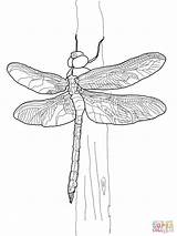 Dragonfly Coloring Pages Green Darner Drawing Crafts Printable Colouring Color Supercoloring Drawings Adult Dragon 색칠 Fly Wings Pencil 곤충 Kids sketch template