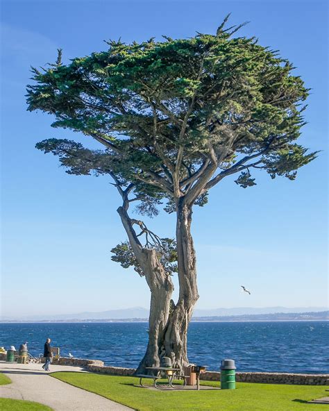types  cypress trees  california lilliana dugan