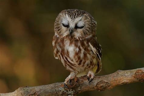 owls  cute images  pinterest barn owls night owl  owls