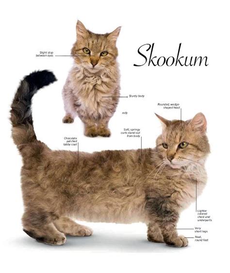 skookum cat breeds munchkin cat domestic cat breeds