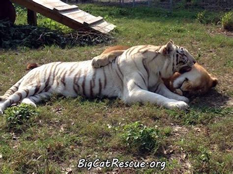 Unlikely Love Between A White Tiger And Lion Has Remained