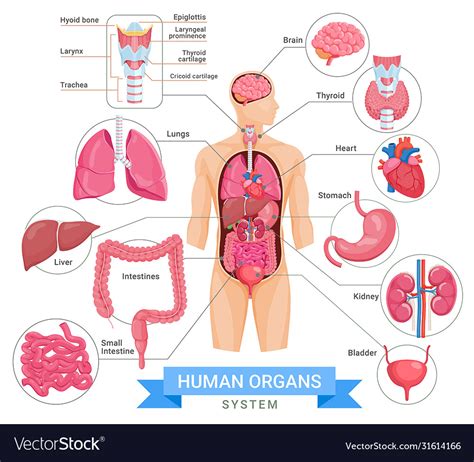 Human Organ System Royalty Free Vector Image Vectorstock
