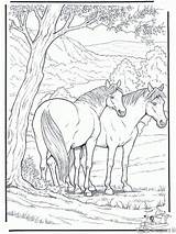 Paarden Kleurplaat Kleurplaten sketch template
