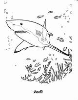 Shark Coloring Mako Getdrawings Elegant sketch template