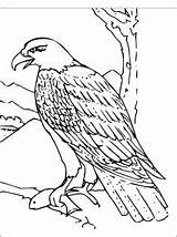 Coloring Hawk Eagle Bald Pages Clipart Printable Falcon Color Clip Book Bird Harris Sheets Birds American Animals Flag Stencil Animal sketch template