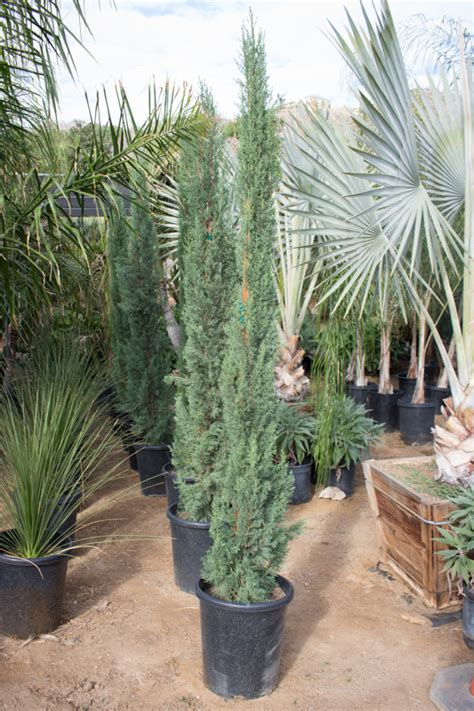 pala mesa nursery plant nursery in fallbrook ca italian cypress