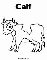 Cow Coloring Pages Calf Calves Holstein Cows Kids Choose Board Template sketch template