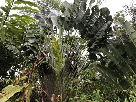 Large Leaf Tropical Plants Tropical Looking Plants Other Than Palms