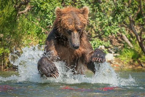 photo contest winner   spectacular shot   great big bear  seattle times