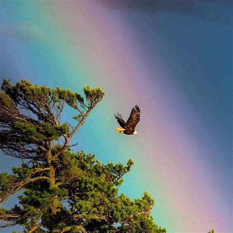 bald eagle flying  lake vermilion   storm lake