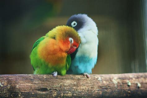 Lovebirds By Satoshi Blade On Deviantart