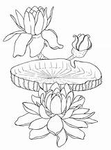 Victoria Waterlilies Sheets Coloring Lilies Water Amazonica sketch template