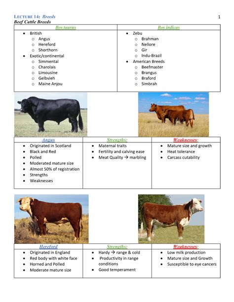 lecture  breeds samuel garcia beef cattle breeds bos taurus bos