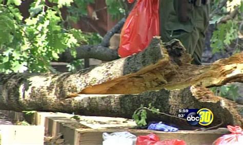 yosemite campers killed by falling tree limb identified as california