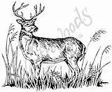 Deer Drawings Drawing Wood Coloring Mounted Rubber Northwoods Stamps Pages Stamp sketch template