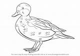 Bahama Pintail Draw Step sketch template
