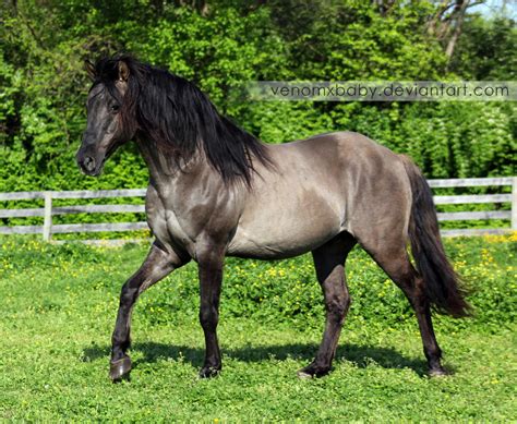 grullo stallion   venomxbaby  deviantart