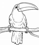 Toucan Coloring Tucan Pages Drawing Printable Color Getcolorings Getdrawings sketch template