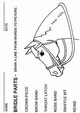 Worksheets Worksheet Parts Horseback Bridle Anatomy Blank Horses 4h Saddle Worksheeto Booklet Pg Handouts sketch template