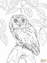 Owl Coloring Pages Printable Screech Realistic Barn Drawing Horned Eastern Great Tree Detailed Branch Color Short Colorama Eared Print Flying sketch template