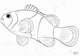 Fish Pesce Poisson Pagliaccio Coloriage Pesci Clownfish Disegnare Poissons Nemo Insertion Codes Coloriages sketch template