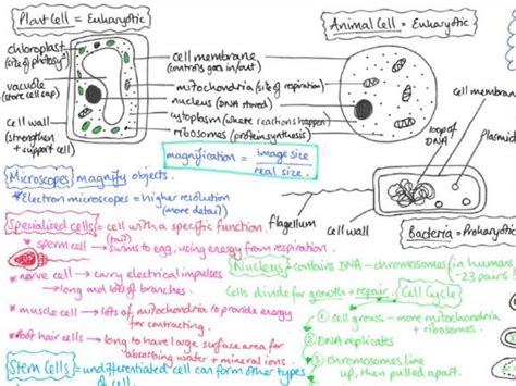 biology paper  revision teaching resources wwwvrogueco