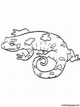 Salamander Coloring Getcolorings sketch template