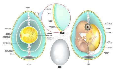 Structure De Loeuf Anatomie Dun Embryon Doiseau Développement D