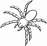 Sheet Tarantula sketch template