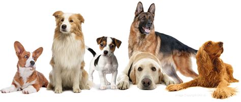 herplaatsing honden  nederland herplaatsing honden  nederland honden huisdieren hondjes