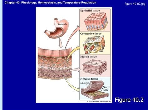 Ppt Chapter 40 Physiology Homeostasis And Temperature Regulation
