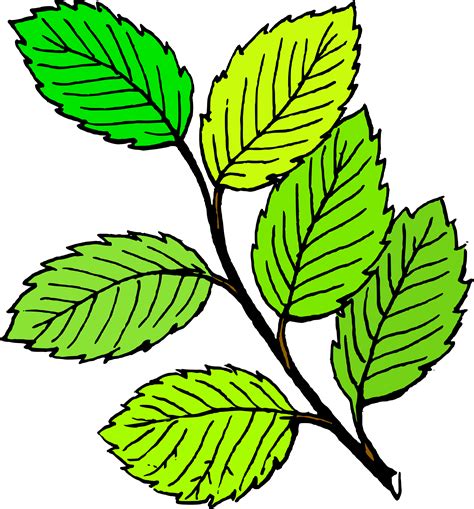 clipart summer leaves